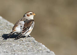 Snow Bunting