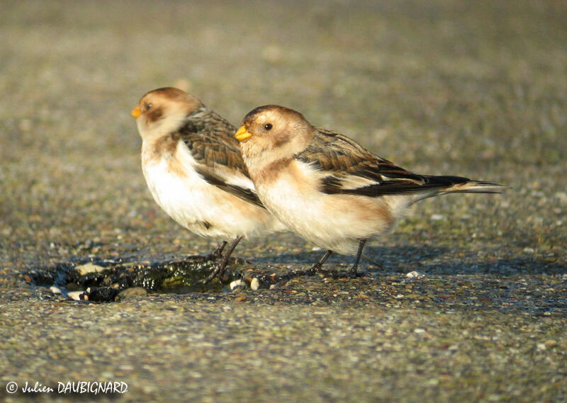 Snow Bunting