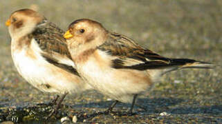 Snow Bunting