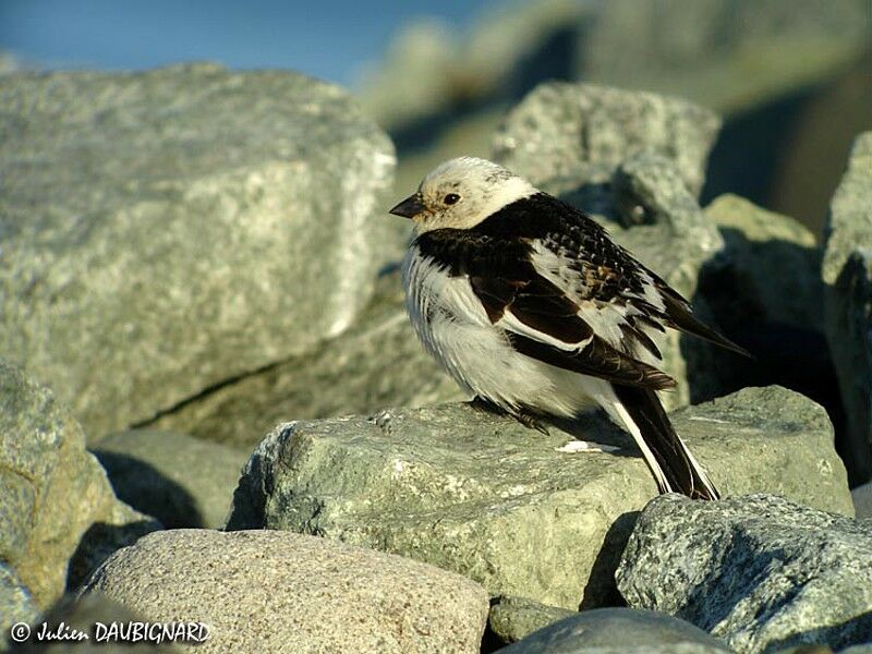 Snow Bunting male adult breeding