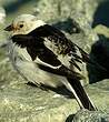 Bruant des neiges