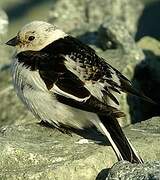 Snow Bunting