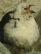 Snow Bunting