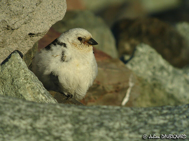 Bruant des neiges mâle adulte nuptial