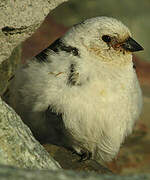 Snow Bunting