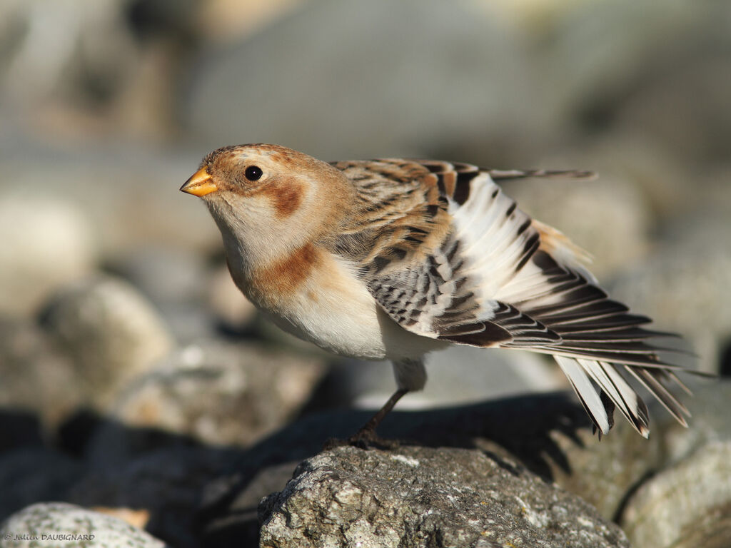 Snow Bunting, identification