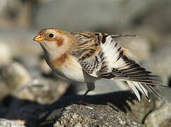 Snow Bunting