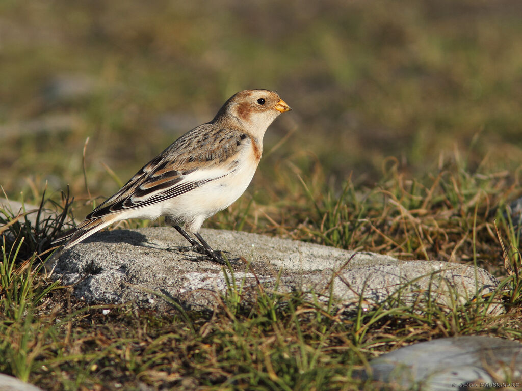 Bruant des neiges, identification