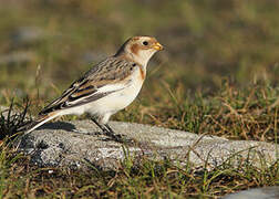 Snow Bunting