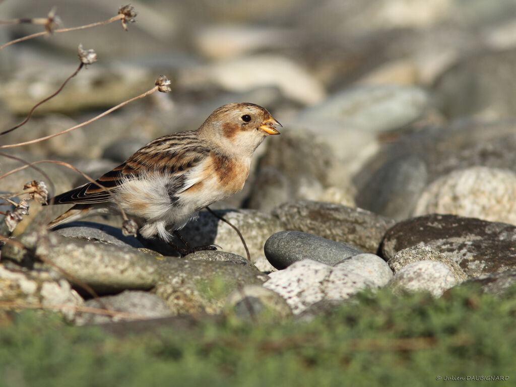 Snow Bunting, identification