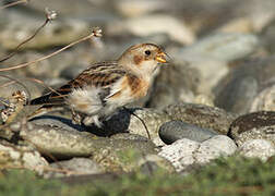 Snow Bunting