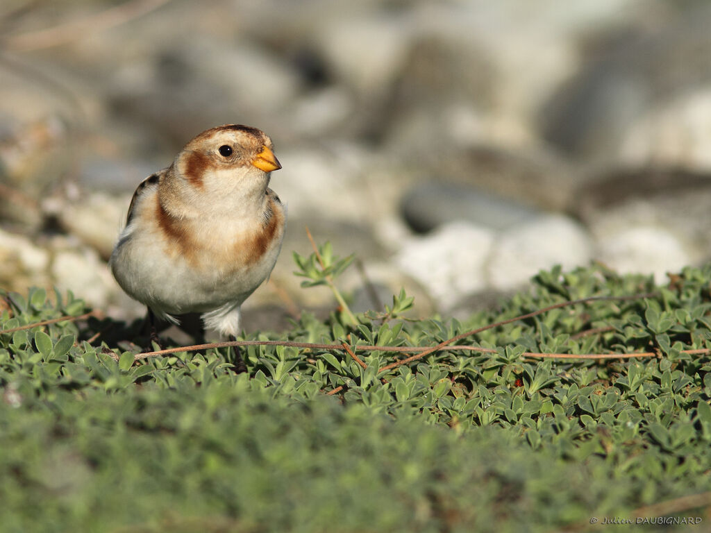 Snow Bunting, identification