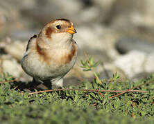 Snow Bunting