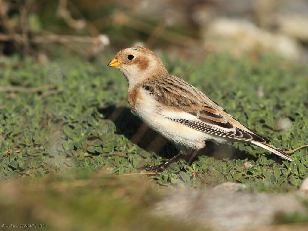 Bruant des neiges, identification