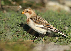 Snow Bunting