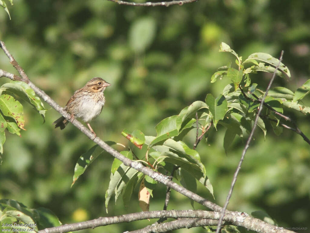 Bruant des présjuvénile, identification