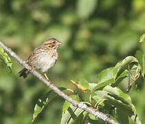 Savannah Sparrow