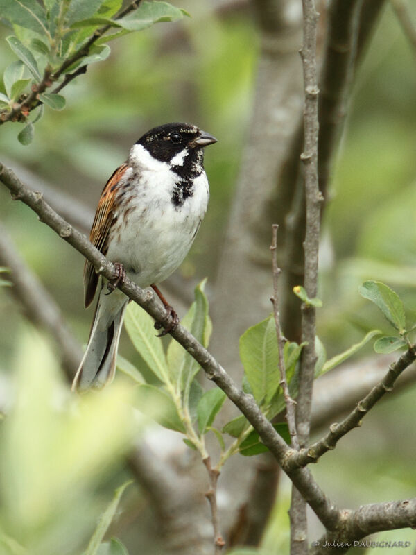 Bruant des roseaux mâle, identification