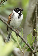 Common Reed Bunting