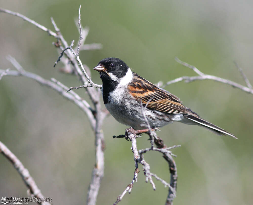 Common Reed Bunting male adult breeding, identification