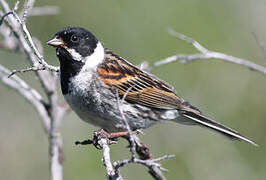 Common Reed Bunting