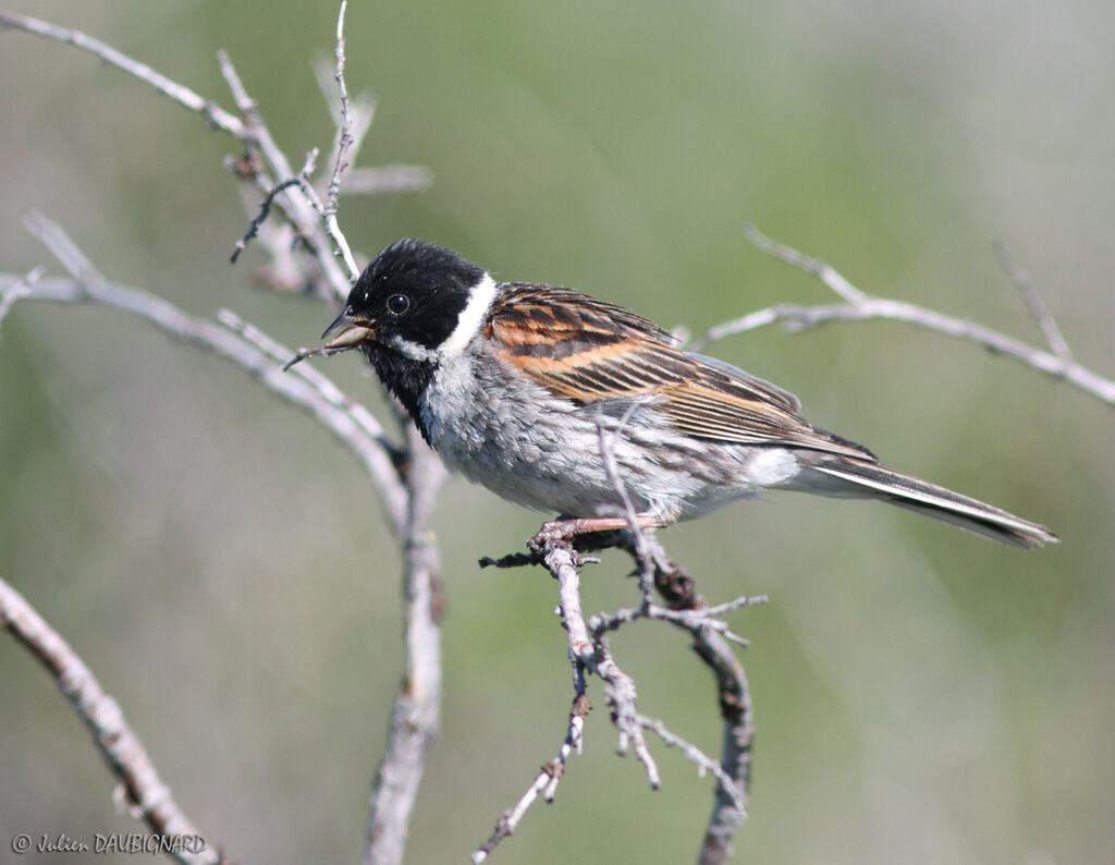 Bruant des roseaux mâle, identification