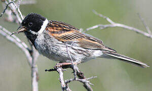 Common Reed Bunting