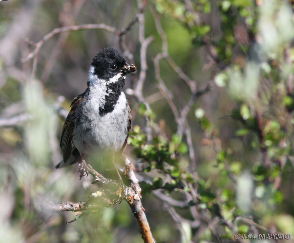 Bruant des roseaux mâle, identification