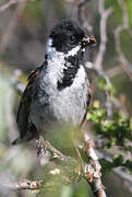 Common Reed Bunting