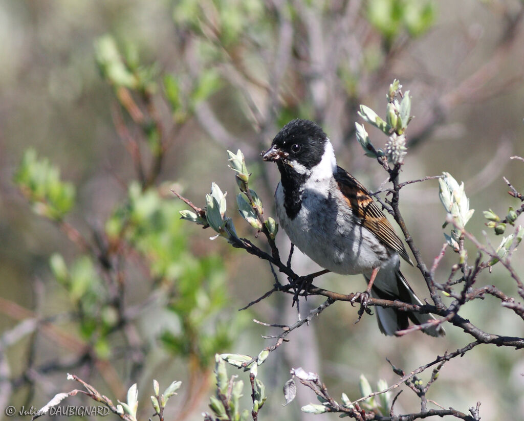 Bruant des roseaux mâle, identification