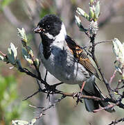 Common Reed Bunting