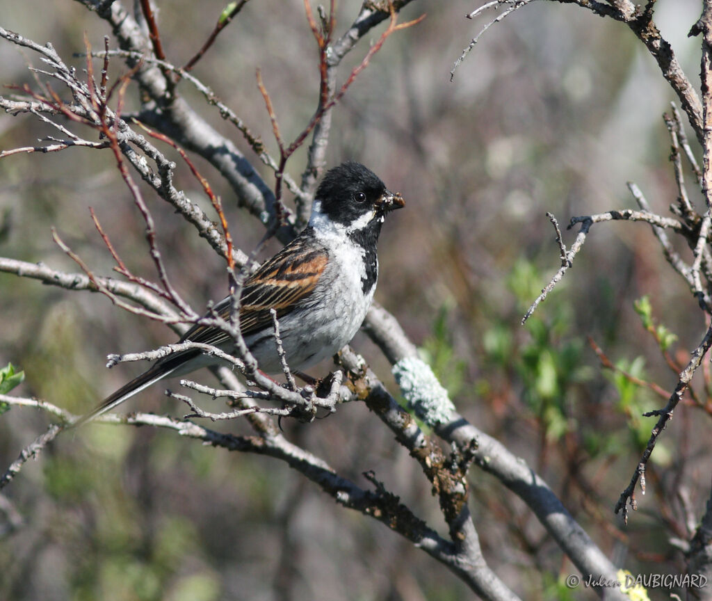 Bruant des roseaux mâle, identification