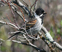 Common Reed Bunting