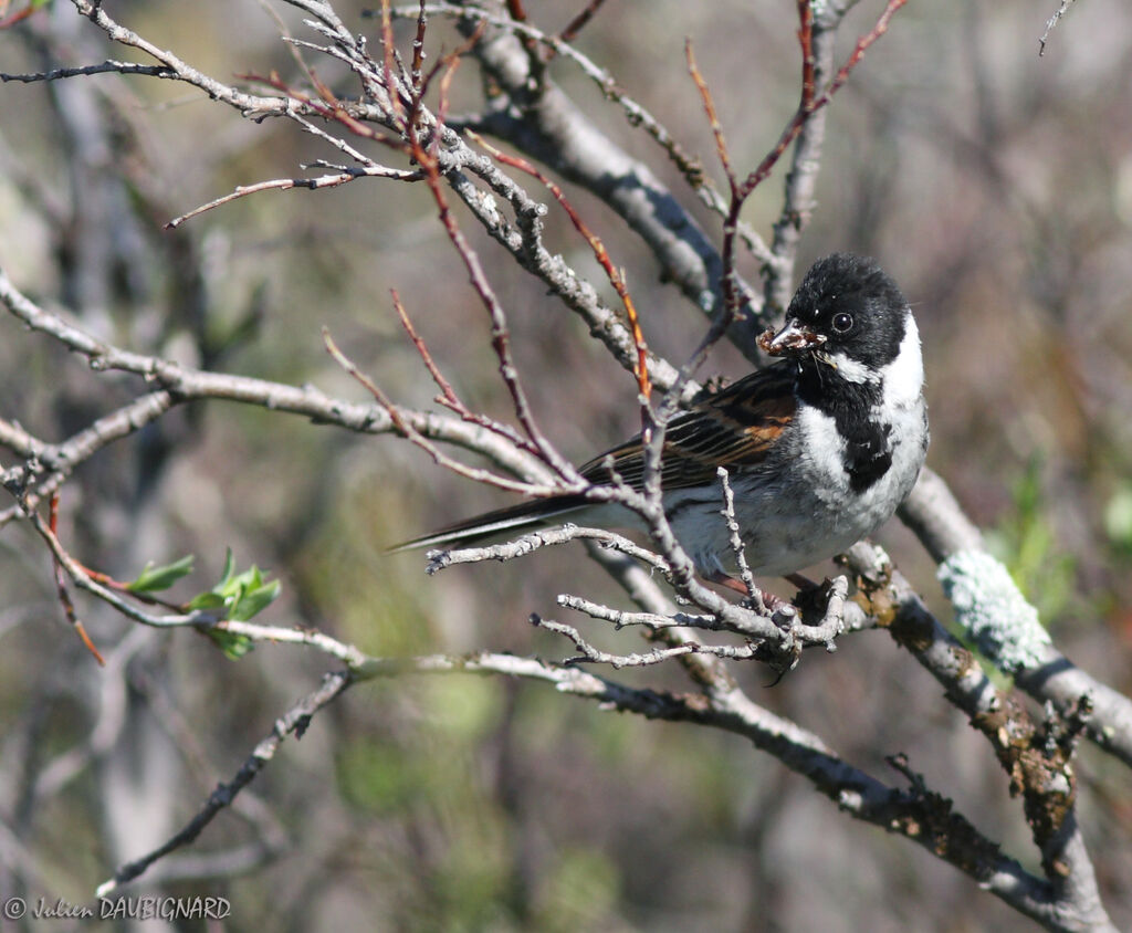 Common Reed Bunting male, identification