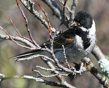 Common Reed Bunting