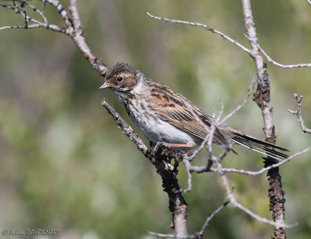 Bruant des roseaux femelle, identification