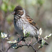 Common Reed Bunting