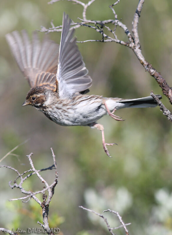 Common Reed Bunting female, Flight