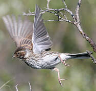 Common Reed Bunting