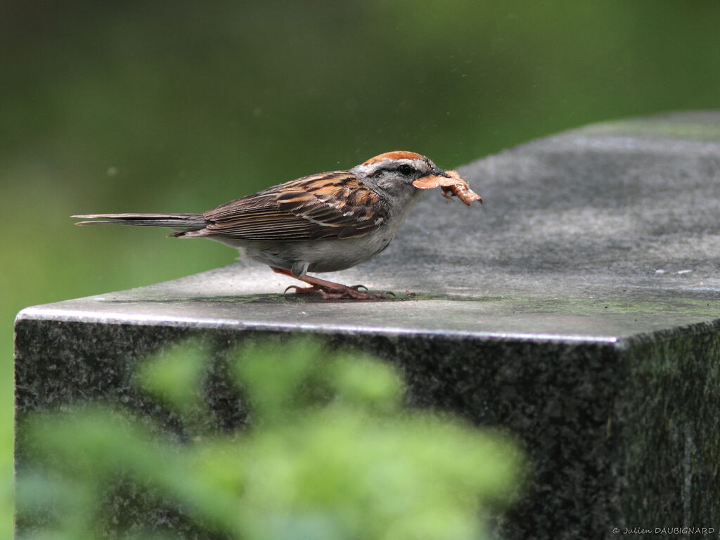 Bruant familieradulte, identification, mange