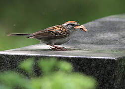 Chipping Sparrow