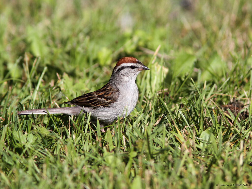 Bruant familieradulte, identification