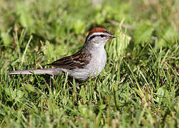 Chipping Sparrow