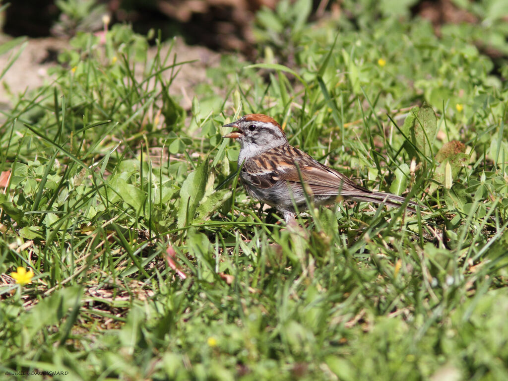 Bruant familier, identification