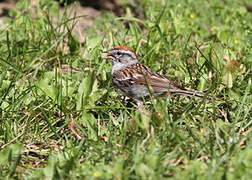 Chipping Sparrow