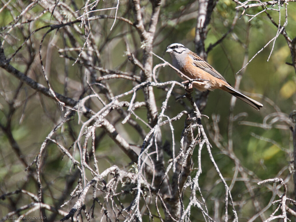 Rock Bunting, identification