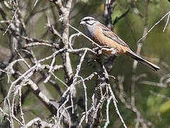 Rock Bunting