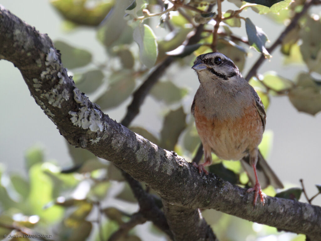 Rock Bunting, identification