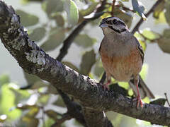 Rock Bunting