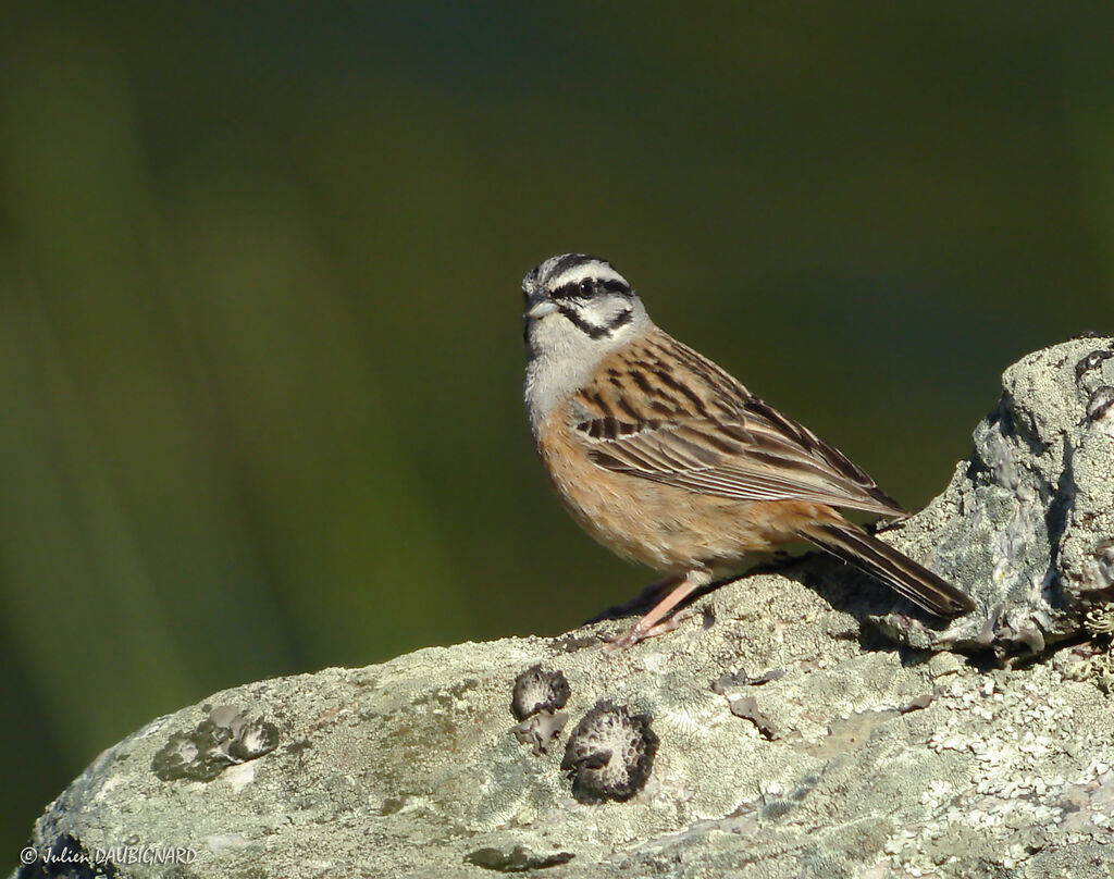 Bruant fouadulte, identification